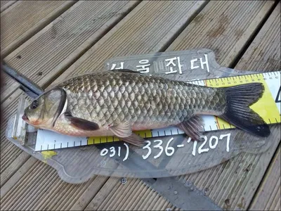 18.04.24 송전지 서울집 조황