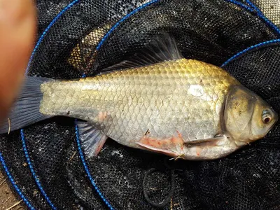 안성죽산장계지조항전경입니다