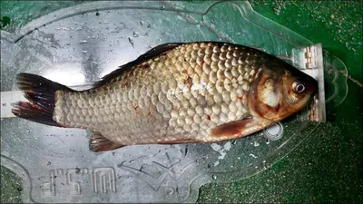 17.09.14 송전지 서울집 조황