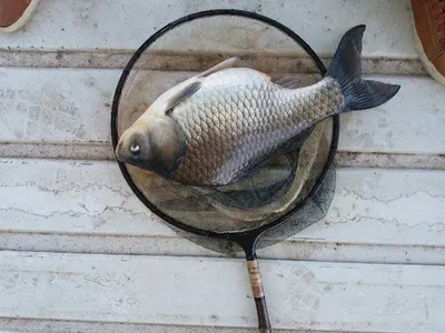 오짜!!! 오목낚시터