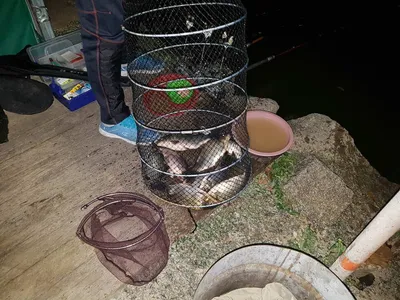 경기도 안성 거청낚시터 붕어조황  9 얼  16