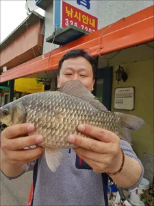 18.04.23 송전지 서울집 조황
