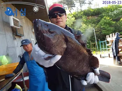   5월24일 어심바다낚시터조황 