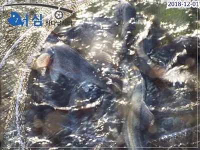   12월01일 어심바다낚시터조황