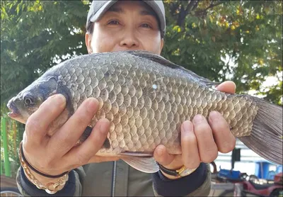 17.10.21 송전지 서울집 조황