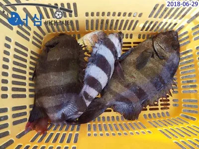6월29일 어심바다낚시터조황