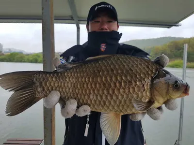 아산 명품 월랑낚시터 4월 막주 조황소식입니다.~~~^^