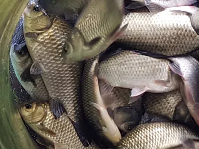 안성죽산장계지조항전경입니다