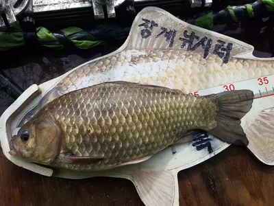 안성죽산장계지조항전경입니다