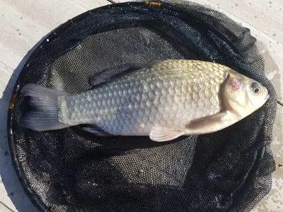 아산 월랑낚시터 9월 첫주 조황소식입니당~~~^^