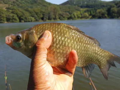 안성죽산장계지조항전경입니다