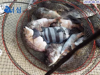 6월5일어심바다낚시터조황 