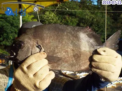 7월21일 어심바다낚시터조황