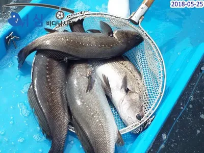 5월25일 어심바다낚시터조황