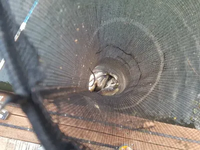 아산 월랑낚시터 10월 첫주 조황화보입니당~~~^^