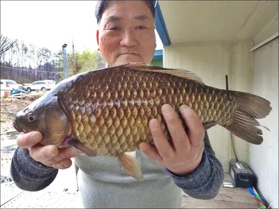 18.04.08 송전지 서울집 조황