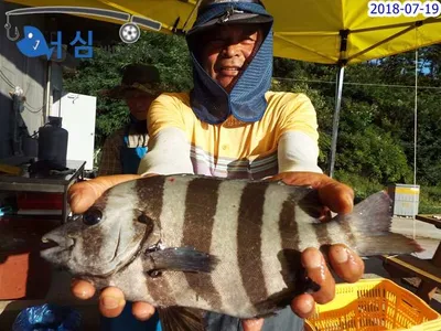 7월19일 어심바다낚시터조황