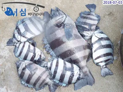 7월3일어심바다낚시터조황
