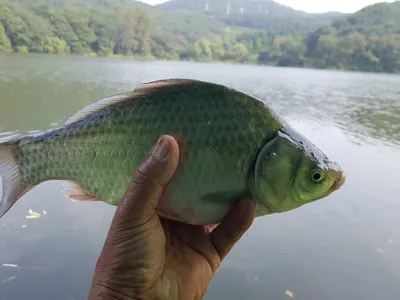 안성죽산장계지조항전경입니다