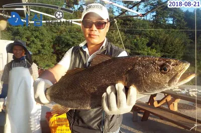 8월22일 어심바다낚시터조황