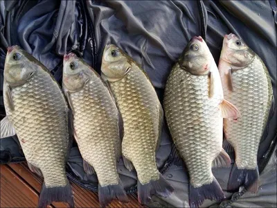 17.08.31 송전지 서울집 조황