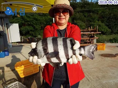 돌돔행진은계속이어지고(6월16일어심바다낚시터조황)