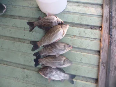 오목낚시터 올시즌 시작하며 첫조황올립니다!!!