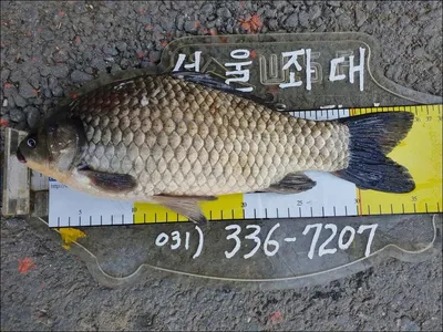 18.04.21 송전지 서울집 조황