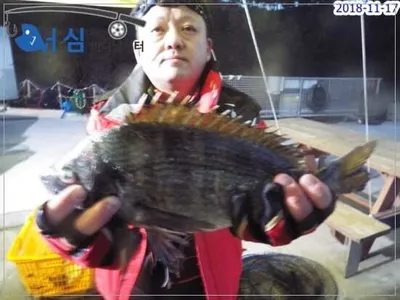 11월17일 어심바다낚시터조황
