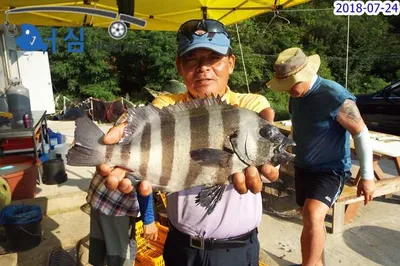 7월25일 어심바다낚시터조황