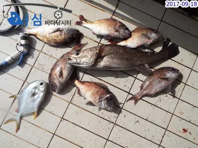 9월 18일 어심바다낚시터 조황 사진