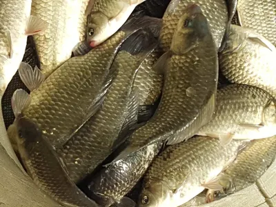 안성죽산장계지조항전경입니다