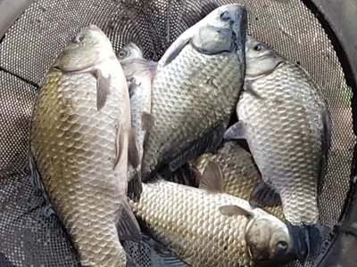 안성죽산장계지조항전경입니다