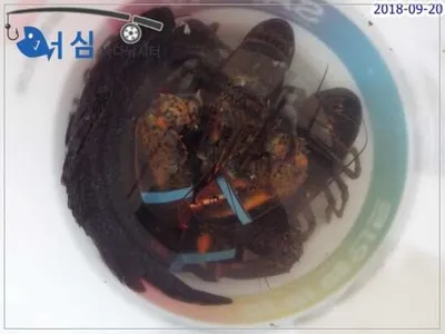 9월20일 어심바다낚시터조황