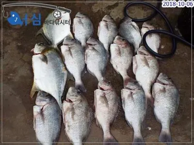 10월6일 어심바다낚시터조황