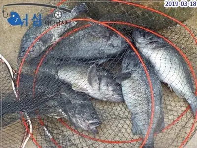 3월18일 어심바다낚시터조황