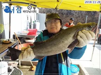 11월29일 어심바다낚시터조황