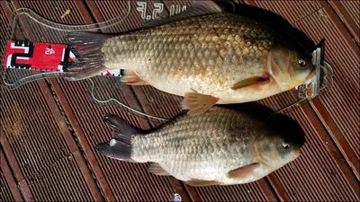 18.03.18 송전지 서울집 조황