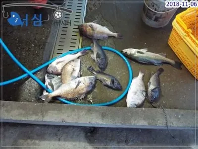 11월 06일 어심바다낚시터조황