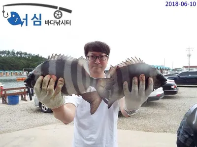 6월10일 어심바다낚시터조황