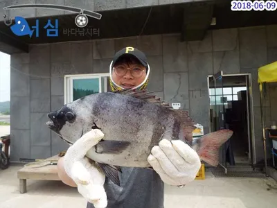 6월9일어심바다낚시터