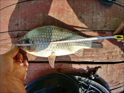 17.11.07 송전지 서울집 조황