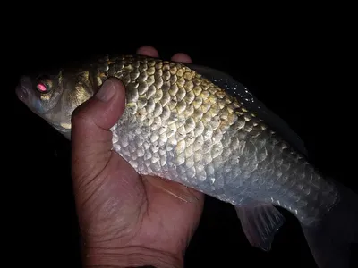 장계지조항전경입니다