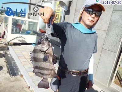 7월20일 어심바다낚시터조황