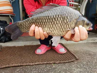 18.05.09 송전지 서울집 조황