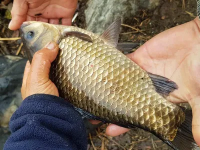 깊은계곡속에자리잡은장계지에서