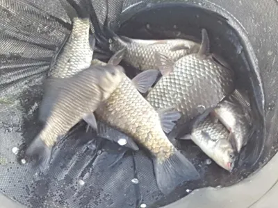 안성죽산장계지조항전경입니다