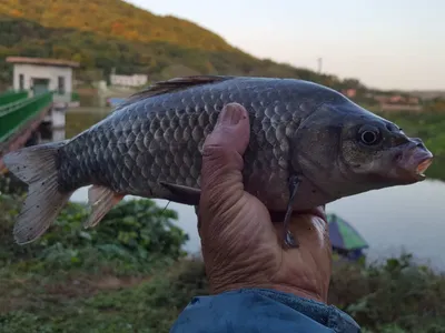 안성죽산장계지조항전경입니다