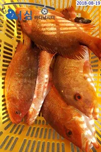 8월19일 어심바다낚시터조황