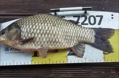 17.10.06 송전지 서울집 조황